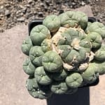 Peyote Lophophora for sale in Texas