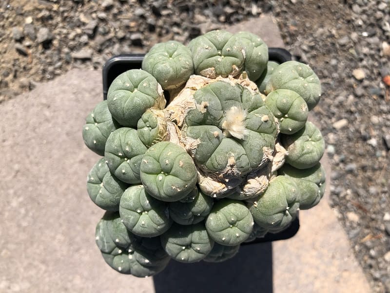 Peyote Lophophora for sale in Texas
