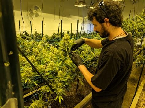 Best Cannabis online suppliers in USA